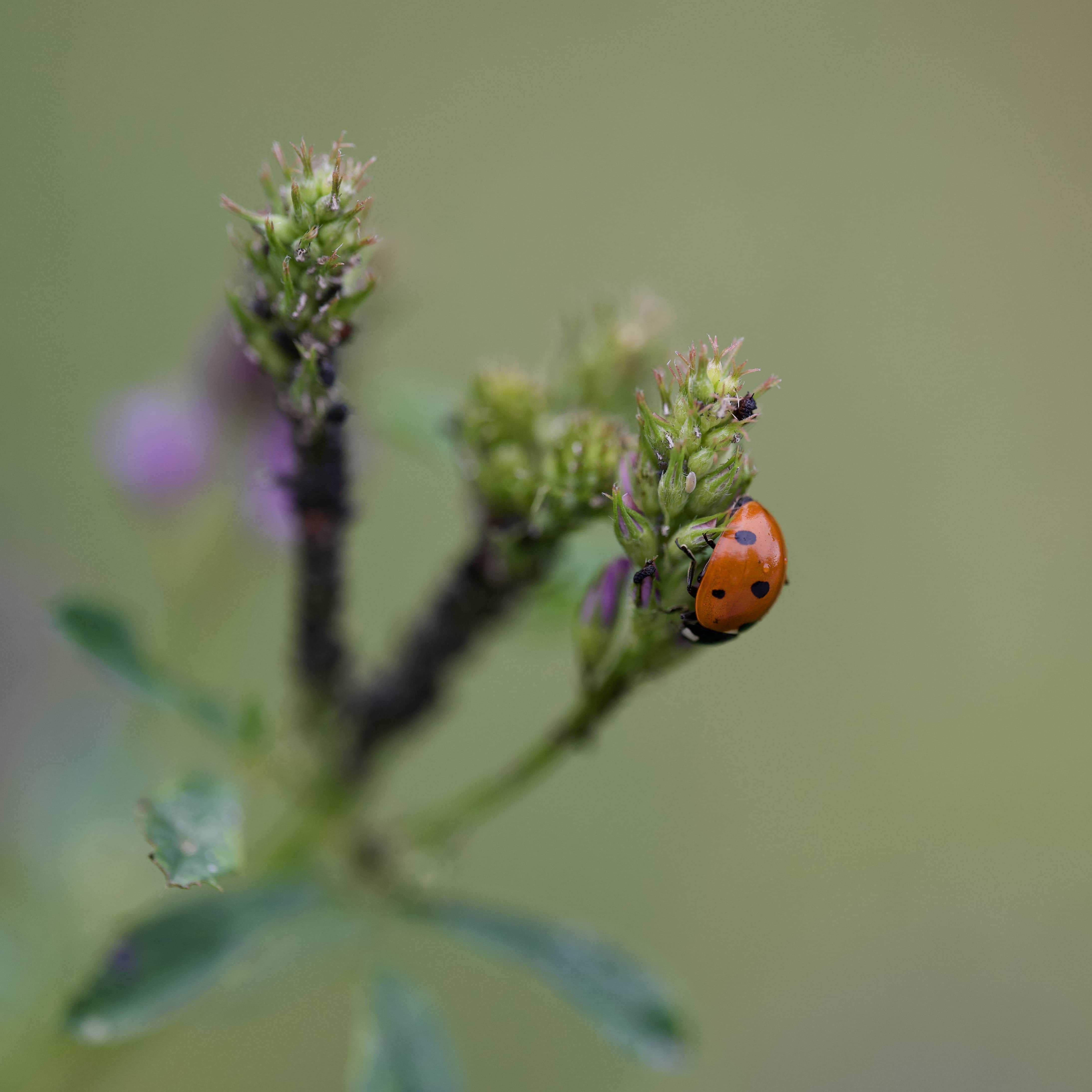 Ladybug's Journey